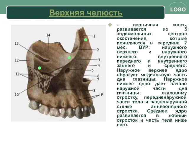 Верхняя челюсть - первичная кость, развивается из 5 зндесмальных центров