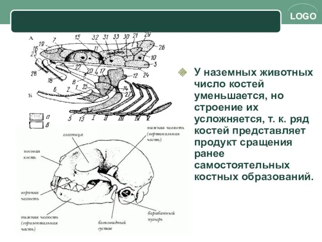 У наземных животных число костей уменьшается, но строение их усложняется,