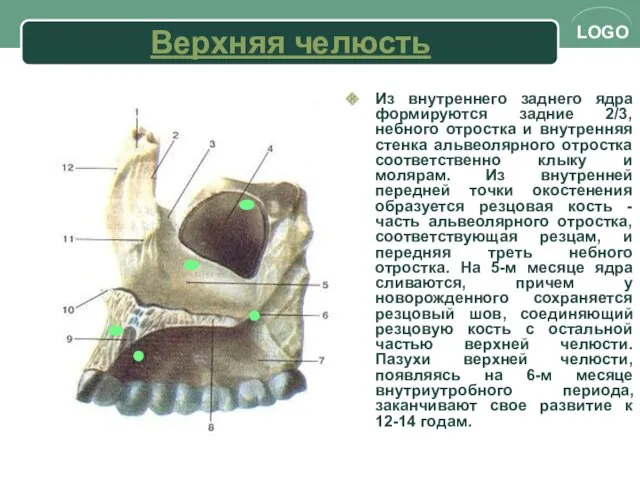 Верхняя челюсть Из внутреннего заднего ядра формируются задние 2/3, небного