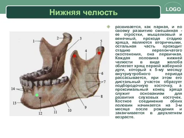 Нижняя челюсть развивается, как парная, и по своему развитию смешанная