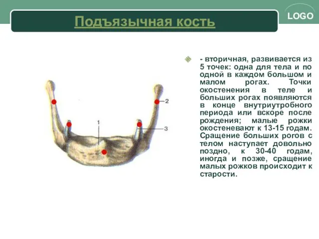 Подъязычная кость - вторичная, развивается из 5 точек: одна для