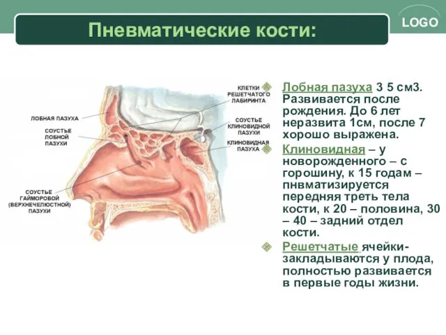 Пневматические кости: Лобная пазуха 3 5 см3. Развивается после рождения.