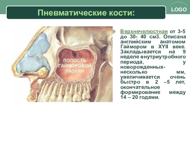 Пневматические кости: Верхнечелюстная от 3-5 до 30- 40 см3. Описана