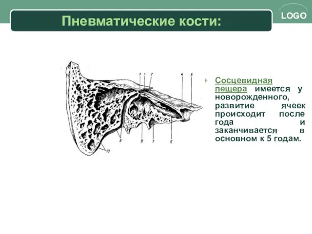 Пневматические кости: Сосцевидная пещера имеется у новорожденного, развитие ячеек происходит