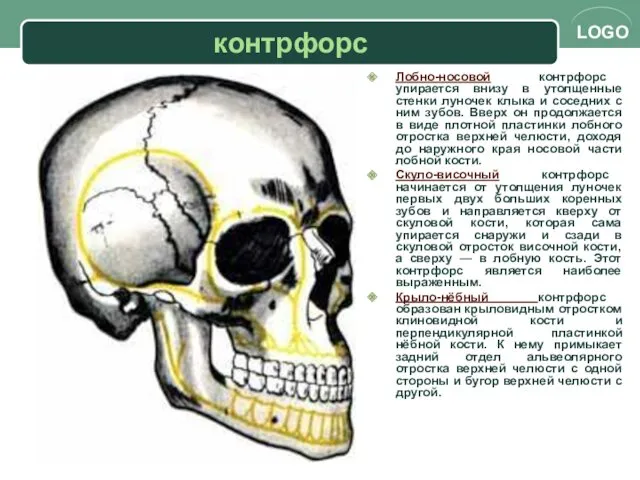 контрфорс Лобно-носовой контрфорс упирается внизу в утолщенные стенки луночек клыка