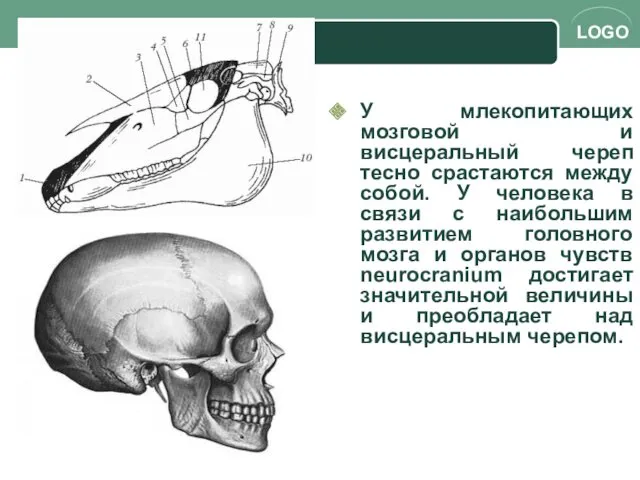 У млекопитающих мозговой и висцеральный череп тесно срастаются между собой.