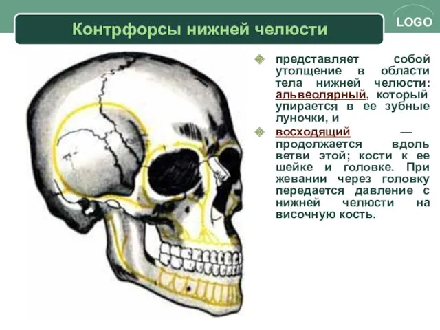 Контрфорсы нижней челюсти представляет собой утолщение в области тела нижней