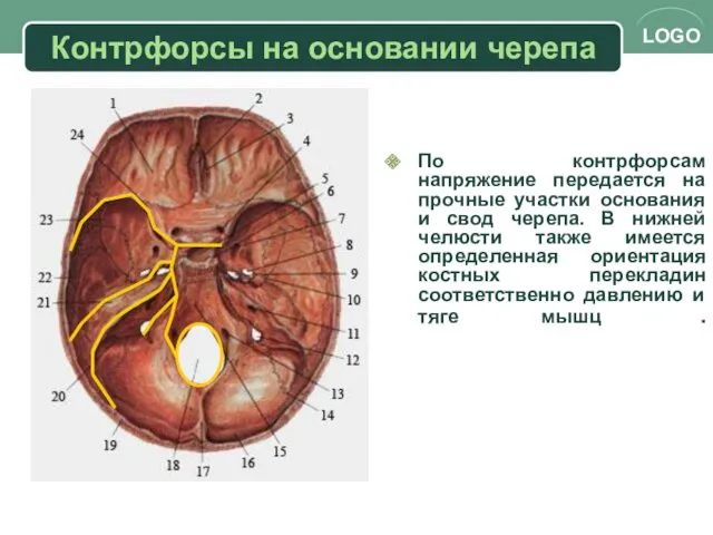 Контрфорсы на основании черепа По контрфорсам напряжение передается на прочные