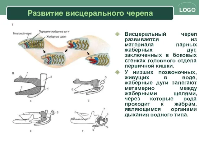 Развитие висцерального черепа Висцеральный череп развивается из материала парных жаберных