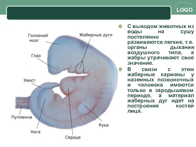 С выходом животных из воды на сушу постепенно развиваются легкие,