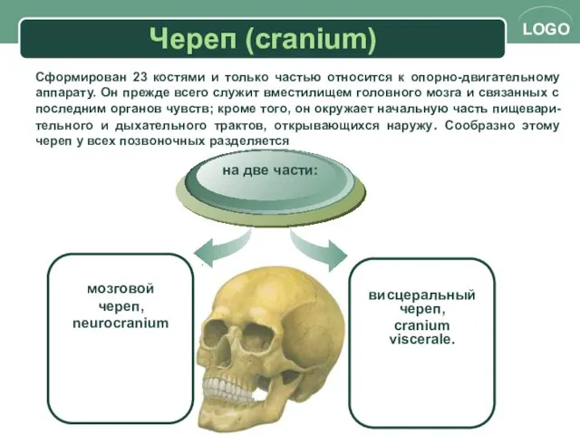 Череп (cranium) мозговой череп, neurocranium на две части: висцеральный череп,