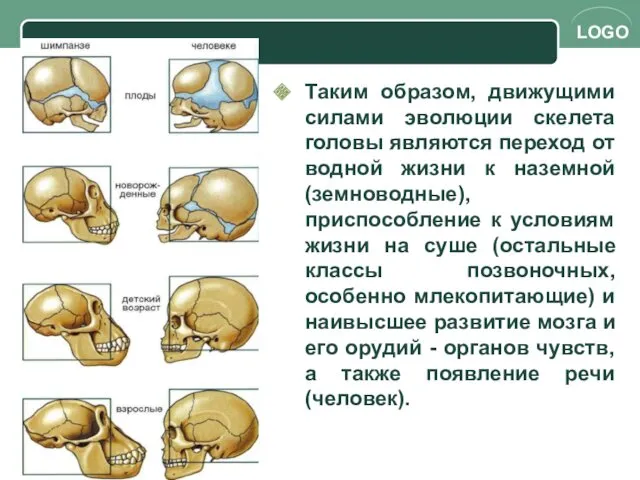 Таким образом, движущими силами эволюции скелета головы являются переход от