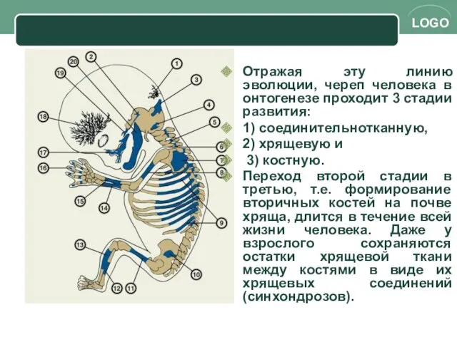 Отражая эту линию эволюции, череп человека в онтогенезе проходит 3