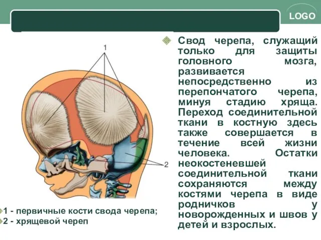 Свод черепа, служащий только для защиты головного мозга, развивается непосредственно