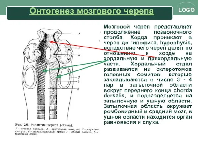 Онтогенез мозгового черепа Мозговой череп представляет продолжение позвоночного столба. Хорда