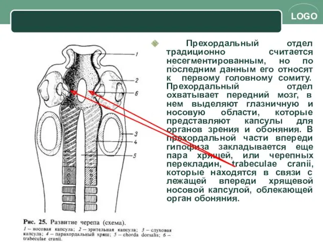 Прехордальный отдел традиционно считается несегментированным, но по последним данным его