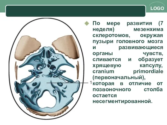 По мере развития (7 неделя) мезенхима склеротомов, окружая пузыри головного