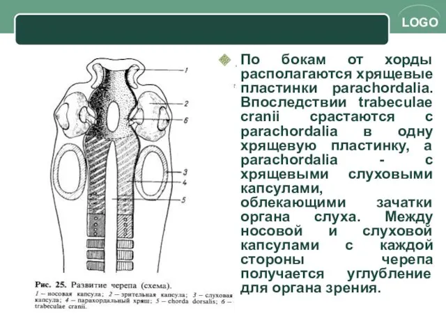 По бокам от хорды располагаются хрящевые пластинки parachordalia. Впоследствии trabeculae