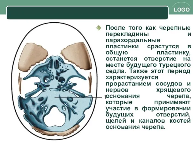 После того как черепные перекладины и парахордальные пластинки срастутся в