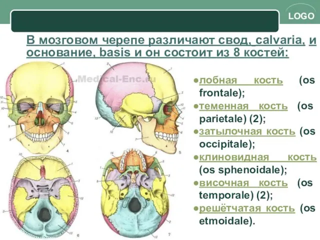 В мозговом черепе различают свод, calvaria, и основание, basis и