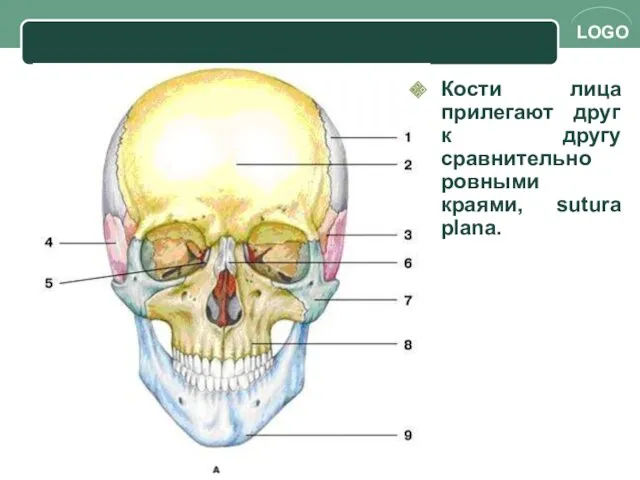 Кости лица прилегают друг к другу сравнительно ровными краями, sutura plana.