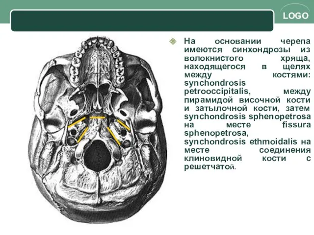 На основании черепа имеются синхондрозы из волокнистого хряща, находящегося в