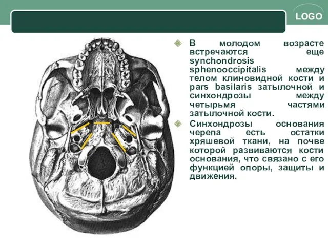 В молодом возрасте встречаются еще synchondrosis sphenooccipitalis между телом клиновидной