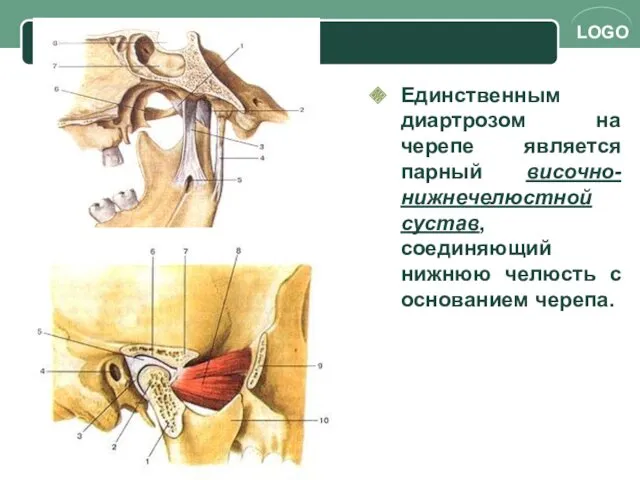 Единственным диартрозом на черепе является парный височно-нижнечелюстной сустав, соединяющий нижнюю челюсть с основанием черепа.