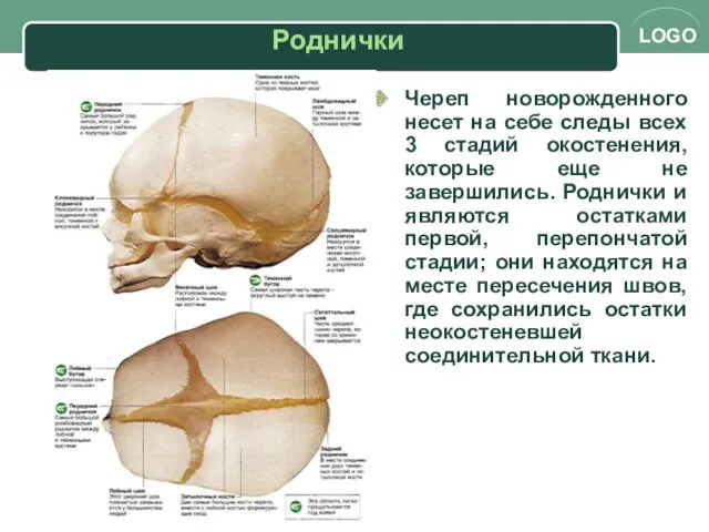 Череп новорожденного несет на себе следы всех 3 стадий окостенения,