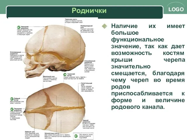 Наличие их имеет большое функциональное значение, так как дает возможность