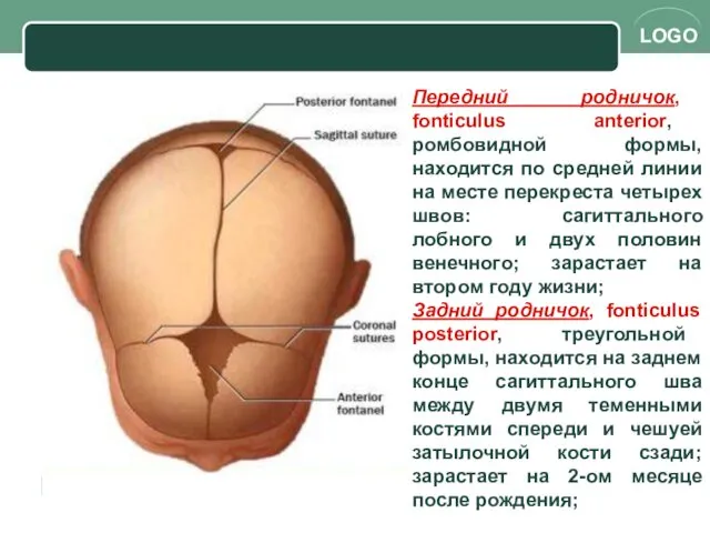 Передний родничок, fonticulus anterior, ромбовидной формы, находится по средней линии