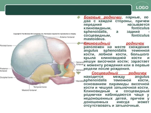 Боковые роднички, парные, по два с каждой стороны, причем передний