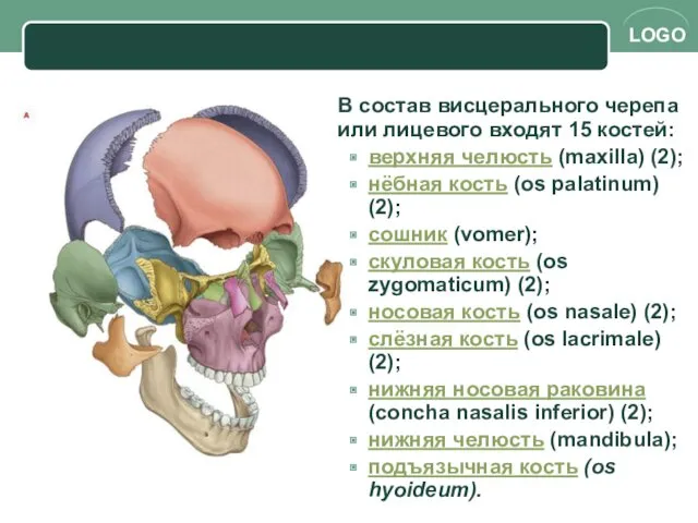 В состав висцерального черепа или лицевого входят 15 костей: верхняя