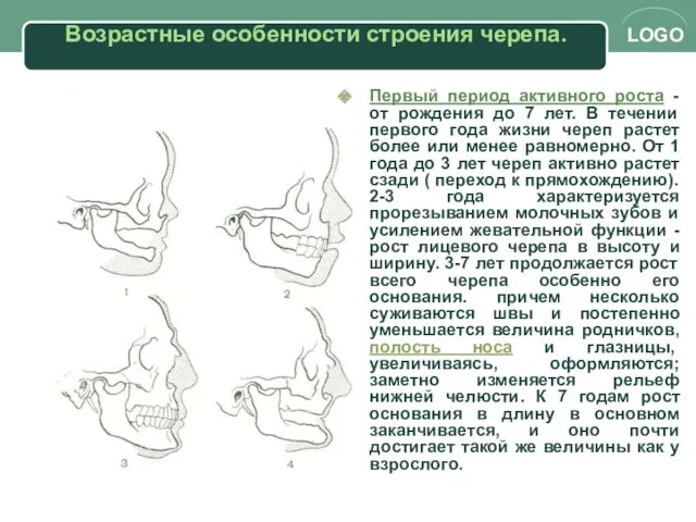 Возрастные особенности строения черепа. Первый период активного роста - от