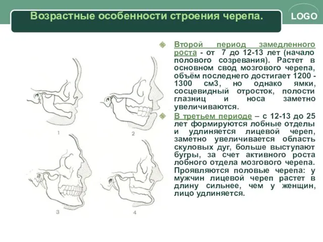 Возрастные особенности строения черепа. Второй период замедленного роста - от