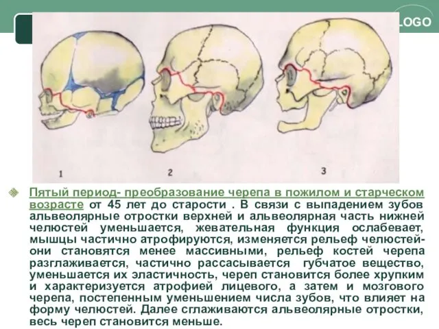 Пятый период- преобразование черепа в пожилом и старческом возрасте от