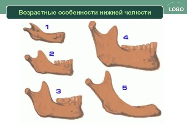 Возрастные особенности нижней челюсти