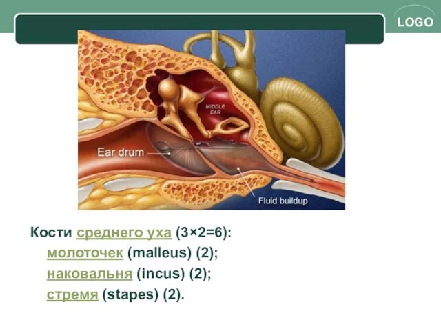 Кости среднего уха (3×2=6): молоточек (malleus) (2); наковальня (incus) (2); стремя (stapes) (2).