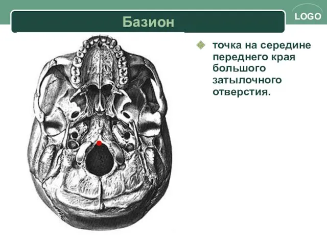 Базион точка на середине переднего края большого затылочного отверстия.