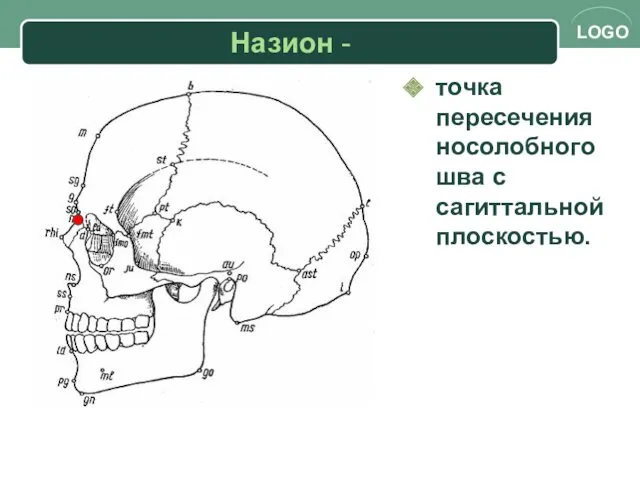 Назион - точка пересечения носолобного шва с сагиттальной плоскостью.