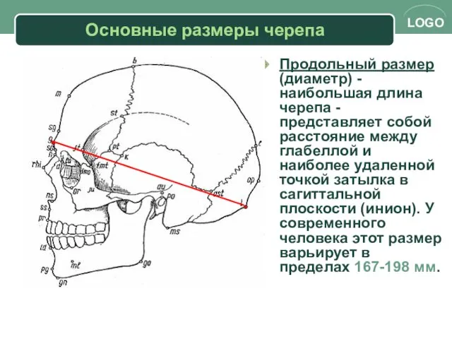 Основные размеры черепа Продольный размер (диаметр) - наибольшая длина черепа