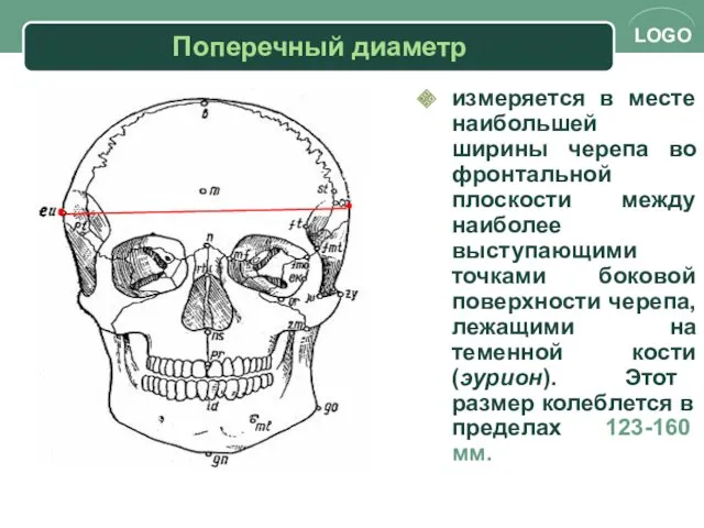Поперечный диаметр измеряется в месте наибольшей ширины черепа во фронтальной