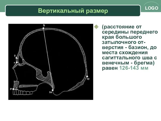 Вертикальный размер (расстояние от середины переднего края большого затылочного от-