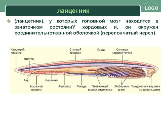 ланцетник (ланцетник), у которых головной мозг находится в зачаточном состояниУ