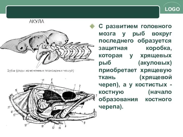 С развитием головного мозга у рыб вокруг последнего образуется защитная