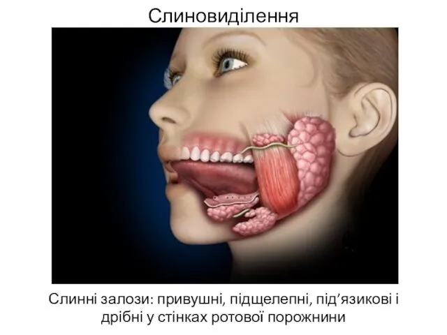 Слиновиділення Слинні залози: привушні, підщелепні, під’язикові і дрібні у стінках ротової порожнини