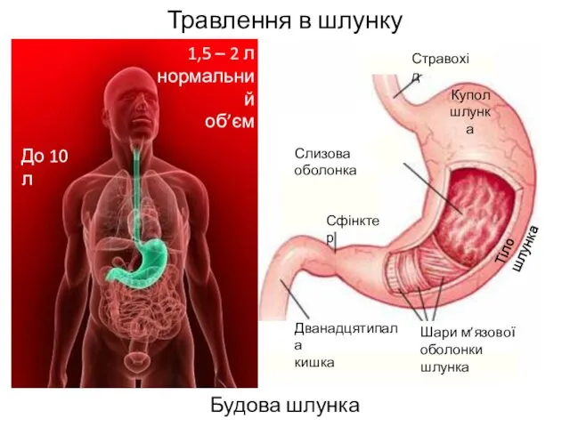 Травлення в шлунку Будова шлунка 1,5 – 2 л нормальний