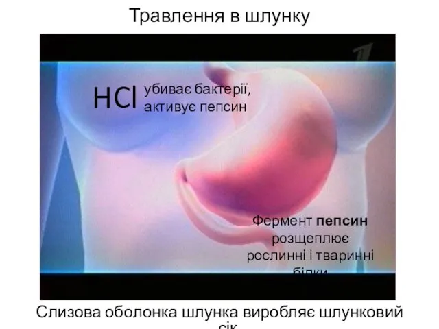 Травлення в шлунку Слизова оболонка шлунка виробляє шлунковий сік HCl