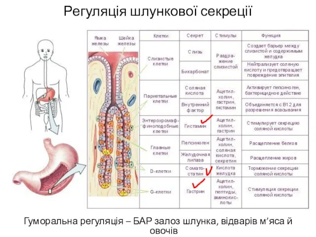 Регуляція шлункової секреції Гуморальна регуляція – БАР залоз шлунка, відварів м’яса й овочів