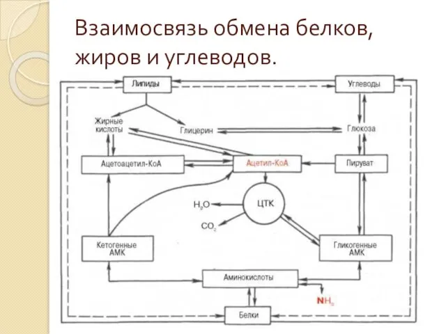 Взаимосвязь обмена белков, жиров и углеводов.